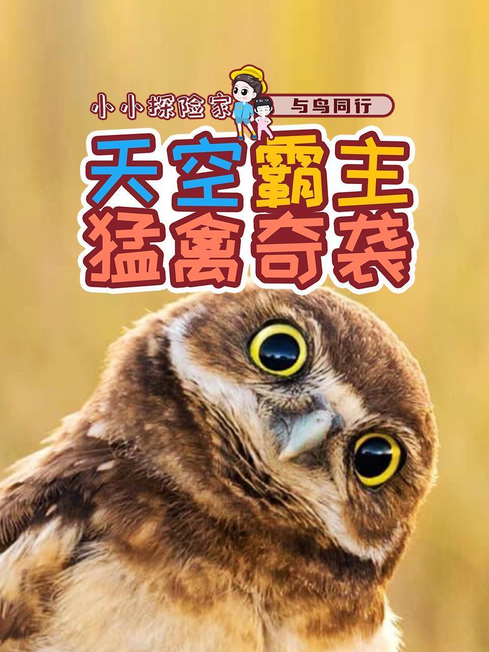 与鸟同行：天空霸主猛禽奇袭