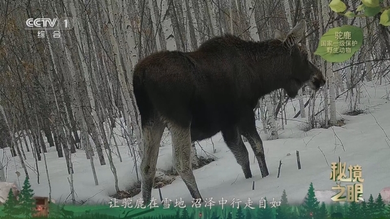 秘境之眼 《秘境之眼》 驼鹿 20260125