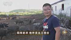 致富经 [致富经]同样的羊 他咋卖出三倍价 20160901
