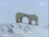 地理中国 《地理中国》 20180208 秘境追踪·极地熊迹