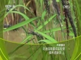 走近科学 《走近科学》 20170612 走进国家重点实验室 锄禾者新说（上）