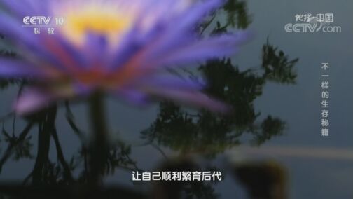 地理中国 《地理·中国》 20200721 不一样的生存秘籍