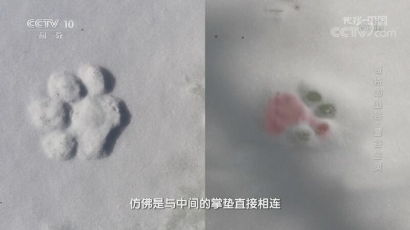 地理中国 《地理·中国》 20201031 奇特的山谷·雪谷生灵