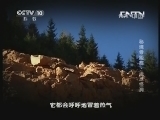 地理中国 《地理中国》 20130627 秘境零距离-洼地怪洞