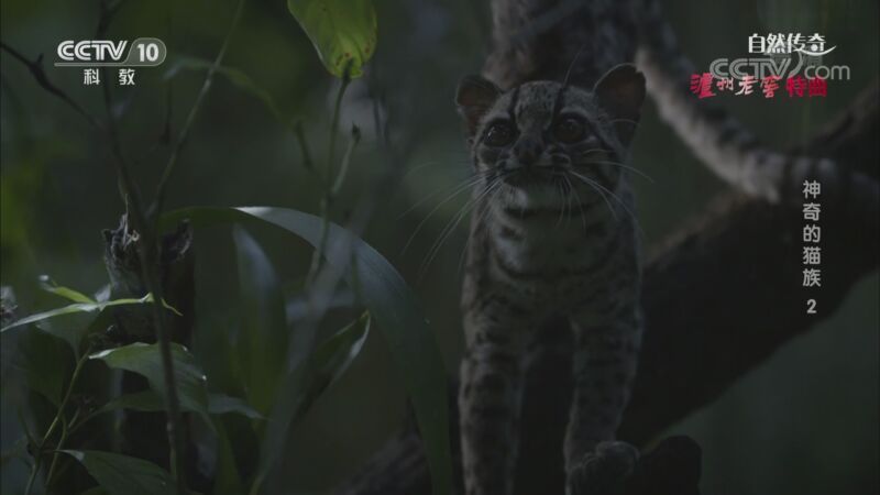 自然传奇 《自然传奇》 20200929 神奇的猫族 2