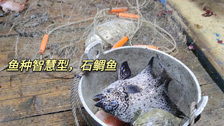 南澳岛赶海日记 彪哥这趟外海捕鱼收获20条大货，还有高智商的鱼，这种鱼价格也高