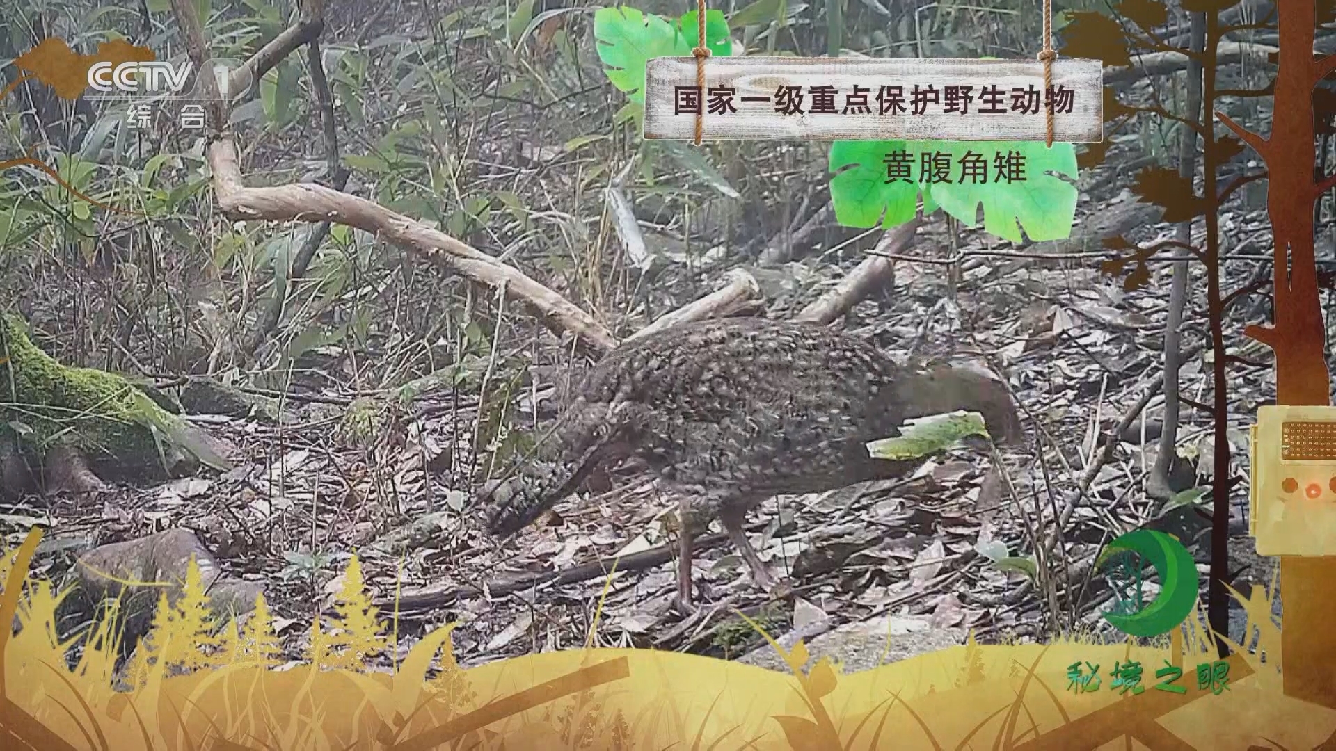 秘境之眼 《秘境之眼》 黄腹角雉 20231121