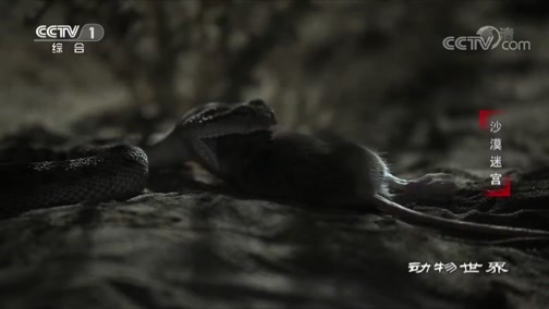动物世界 《动物世界》 20200510 沙漠迷宫