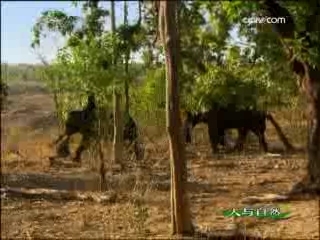 人与自然 深入虎穴之一（上）