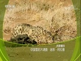 走近科学 《走近科学》 20171227 中国雪豹大调查 迷惑·阿拉善