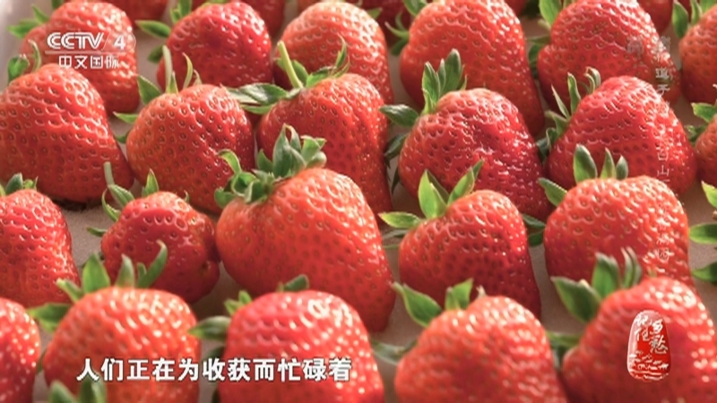 记住乡愁第八季 《记住乡愁》第八季 20220127 横道子村——长白山下 莓香满园