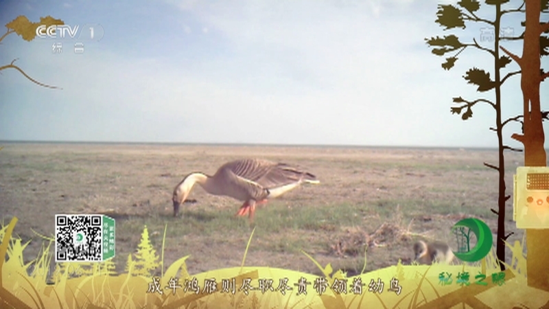 《秘境之眼》 鸿雁 20210403