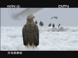 魅力纪录（CCTV-1综合频道） 《魅力纪录》 20120816 东亚生态大勘探 第四集