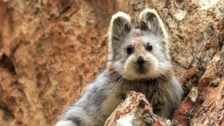 比大熊猫更珍贵的动物，时隔二十年被人发现，太可爱