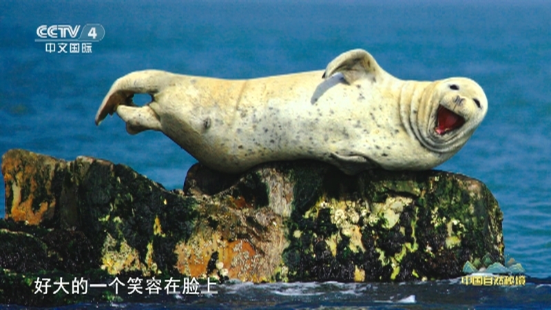 远方的家 《远方的家》 20250828 中国自然秘境 潮涌山海 生机勃勃