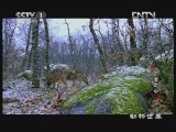 动物世界 《动物世界》 20130209 王者之心（一）