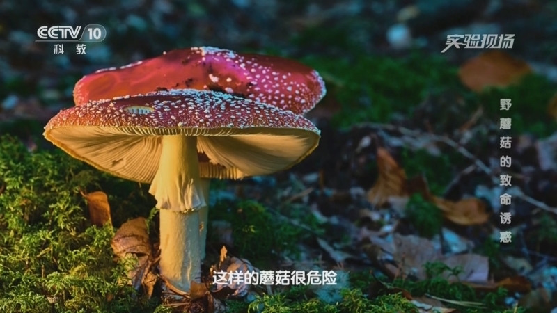 实验现场 《实验现场》 20250330 野蘑菇的致命诱惑