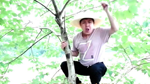 唱罢吹灯 草帽哥爬在树上演唱情歌