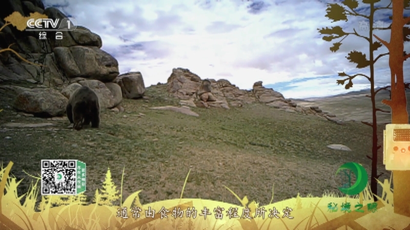 《秘境之眼》 棕熊 20210918