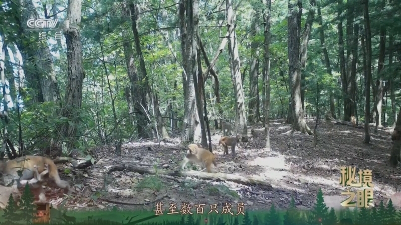 秘境之眼 《秘境之眼》 猕猴 20250423