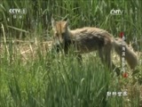 动物世界 《动物世界》 20170510 赤狐海滨生存战