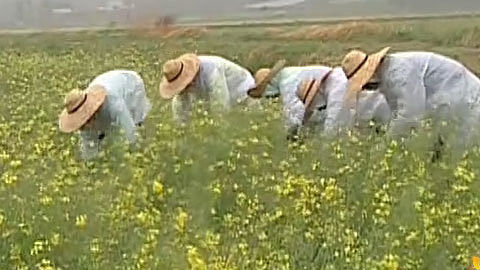 家族诞生 金罗道仙鹤洞村 割油菜花大赛