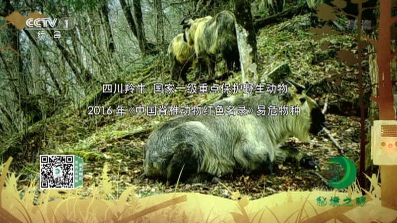 《秘境之眼》 四川羚牛 20210306