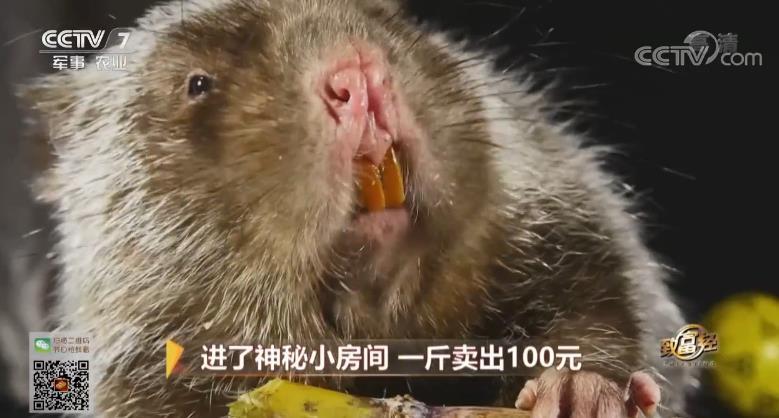 致富经 [致富经]进了神秘小房间 一斤卖出100元 20181102