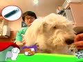 狗狗日记 第281天 狗狗迷路了