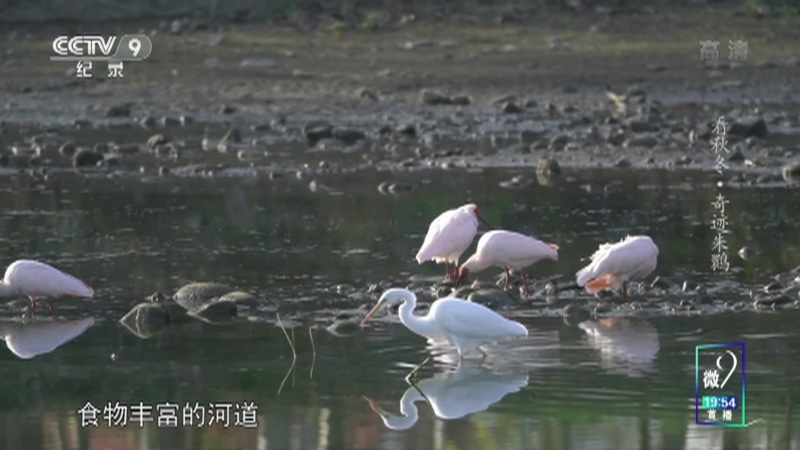 《看秋冬》 第九集 奇迹朱鹮