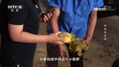 我爱发明 《我爱发明》 20190919 籽粒纷纷落