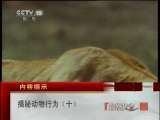 自然传奇 自然传奇 2011年 第44期 揭秘动物行为（十）