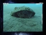 自然传奇 《自然传奇》 20170521 生死存亡大排行