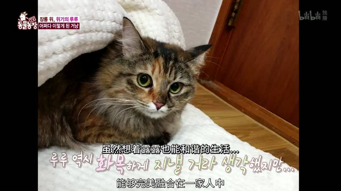 动物农场2020 喵星人们的攻城战