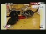 新闻袋袋裤 《新闻袋袋裤》 20130808