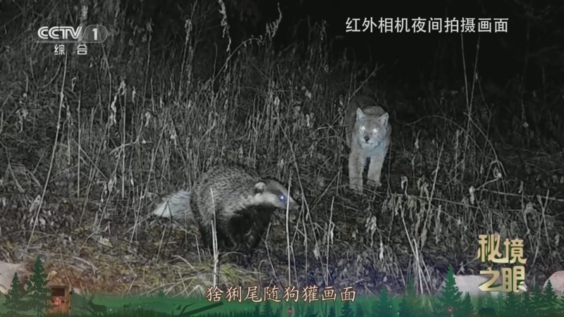 秘境之眼 《秘境之眼》 猞猁/狗獾 20250110