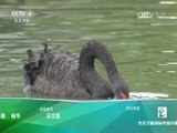 远方的家 《远方的家》 20160802 特别节目——第一次亲密接触（下）