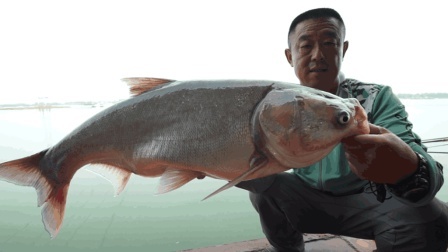 游钓中国 第四季 大毛授徒擒鲢术 永财圆梦手竿钓鲢