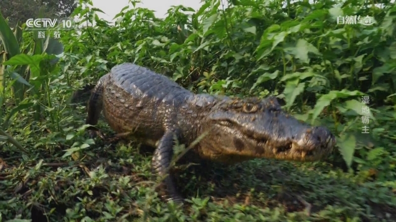 自然传奇 《自然传奇》 20230620 湿地霸主