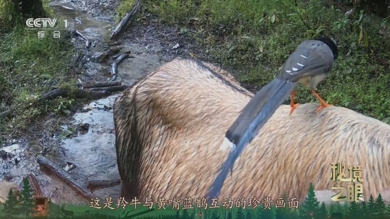 秘境之眼 《秘境之眼》 黄嘴蓝鹊 20250819
