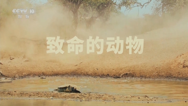 《自然传奇》 20251107 致命的动物