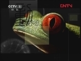 动物世界 《动物世界》 20120403