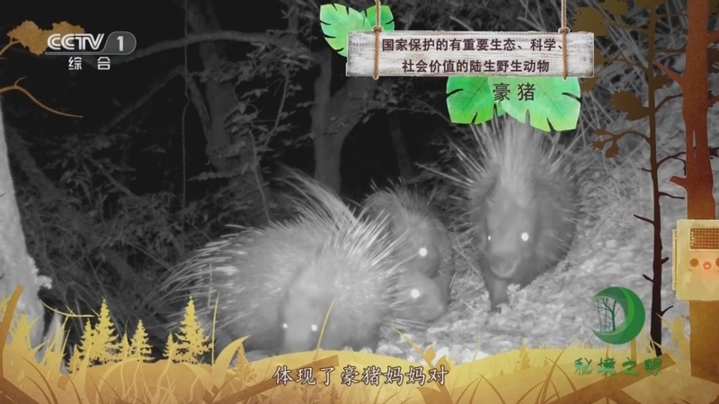 秘境之眼 《秘境之眼》 豪猪 20230628