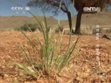 地理中国 《地理中国》 20150518 国际生物多样性日特别节目·地球家园·荒原树屋
