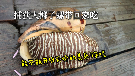 南澳岛赶海日记 亲戚朋友过来南澳岛旅游，由于海鲜涨价厉害彪哥亲自出海捕鱼招待，捕到椰子螺能不能开出天价的美乐珠呢