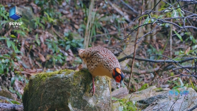 《国家公园 小小世界》 第7集