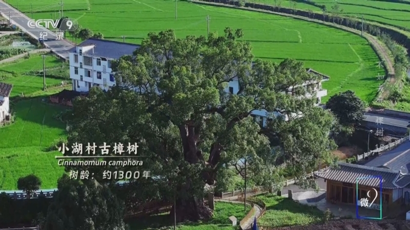 《不如去看一棵树》 第15集