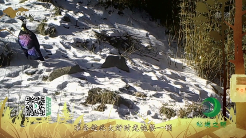 《秘境之眼》 绿尾虹雉 20210323