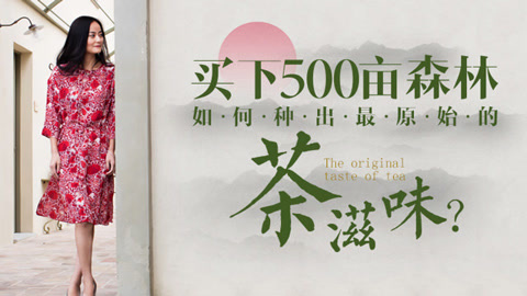 一刻talks 买下500亩森林，如何种出最原始的茶滋味？