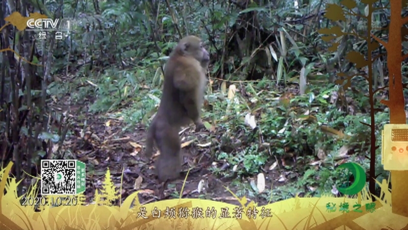 秘境之眼 《秘境之眼》 白颊猕猴 20220304